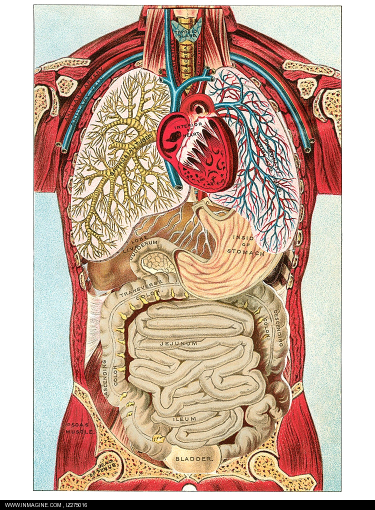 An Online Examination of Human Anatomy and Physiology